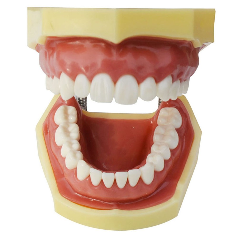 Teeth Model Detachable Dental Practice Teaching Model Simulation Tooth Model