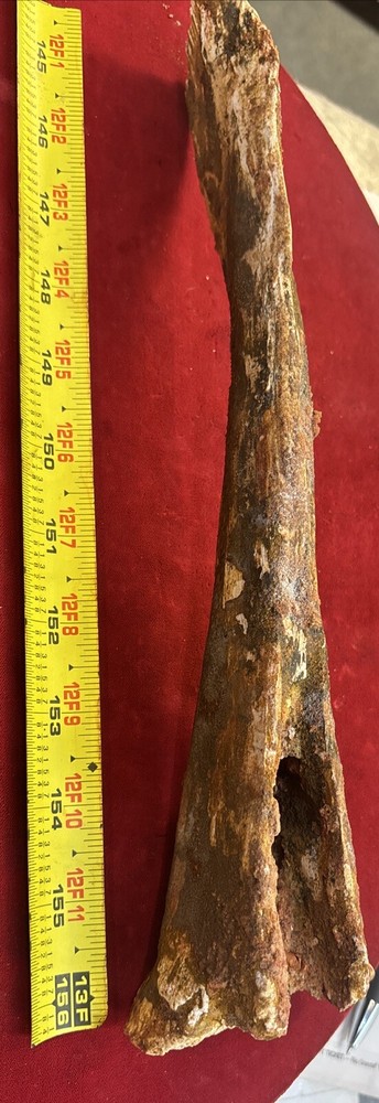Hadrosaur Chevron Bone