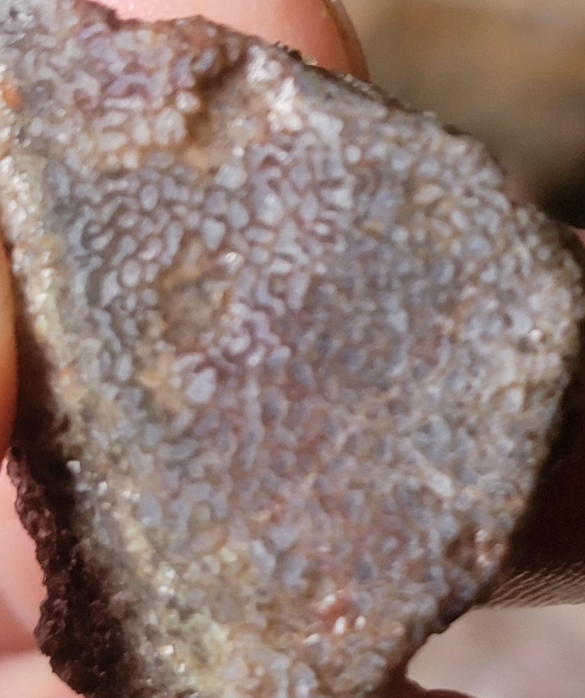 2.78 Lbs Agitized Dino Bone Smalls