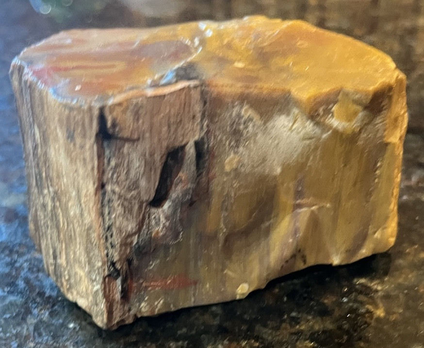 petrified wood rough