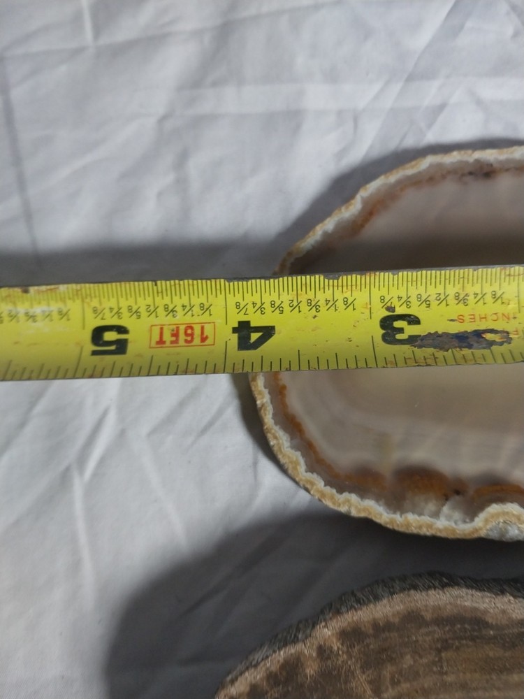 Petrified Wood Round,geode Slice, Polished,