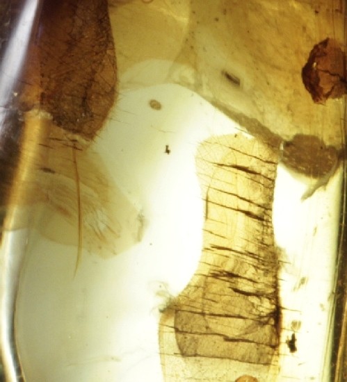 LEAF & FRUIT FLIES in Mexican Amber specimen 5g