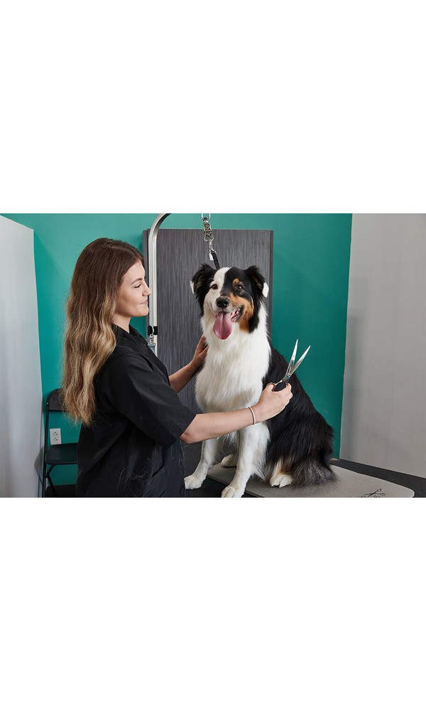 Groomer Essentials Curved Shear 8"