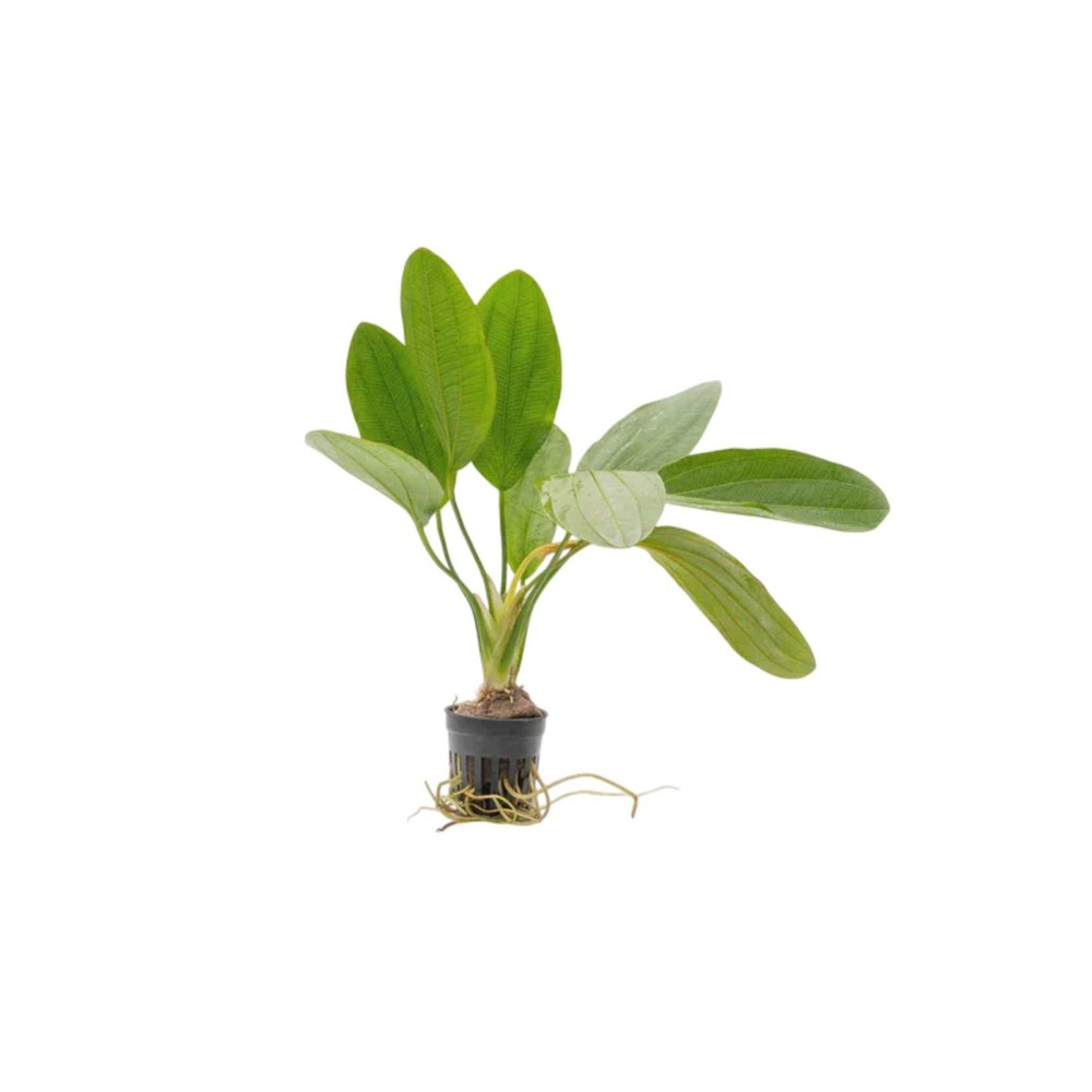 Melon Sword (Echinodorus Osiris) Medium