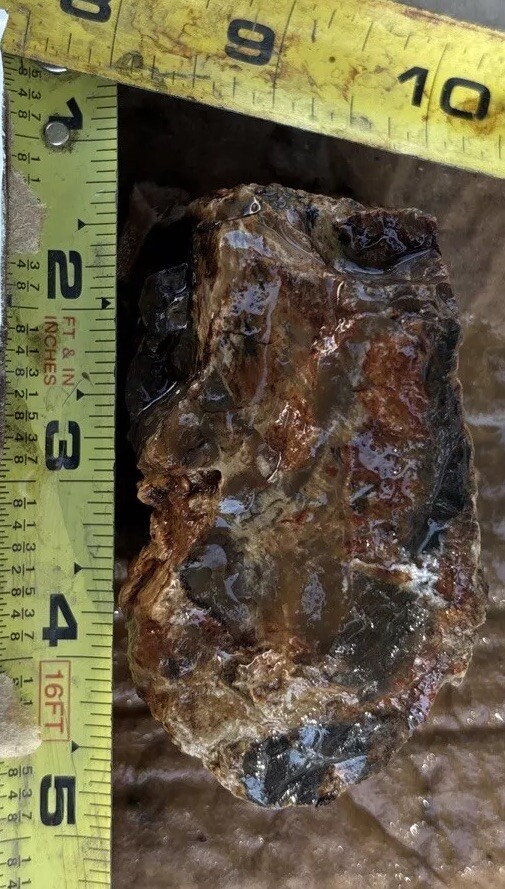 Silver Creek Junction petrified wood