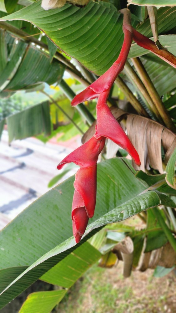 Heliconia longissima