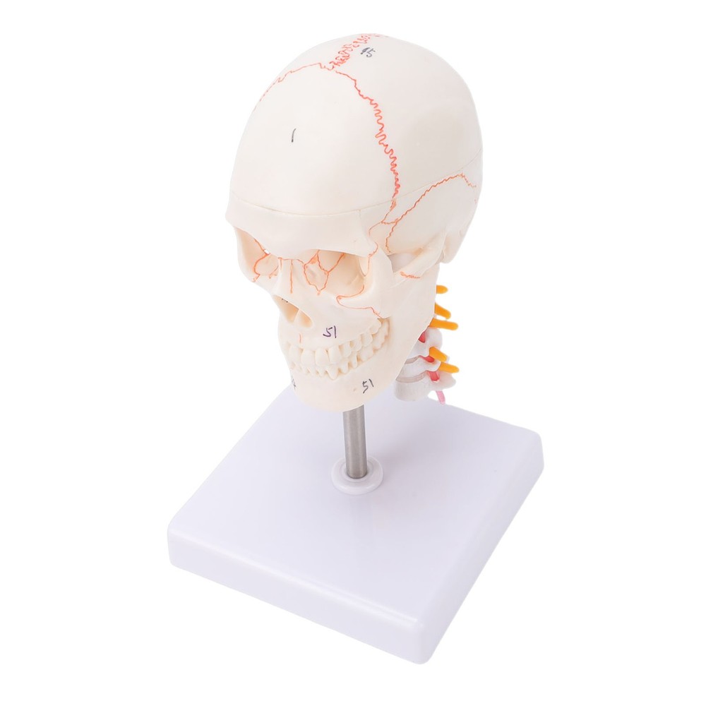 1/2 Skull With Cervical Spine & Brain Teaching Display Model