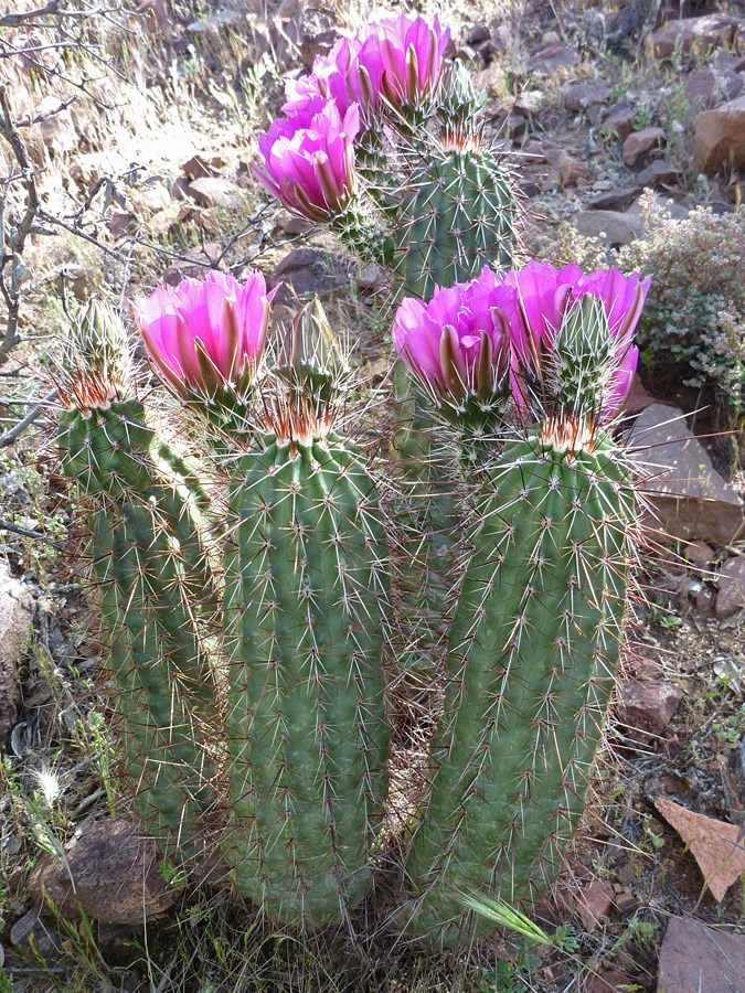 Echinocereus engelmannii boyce thompsonii HARDY Seeds!
