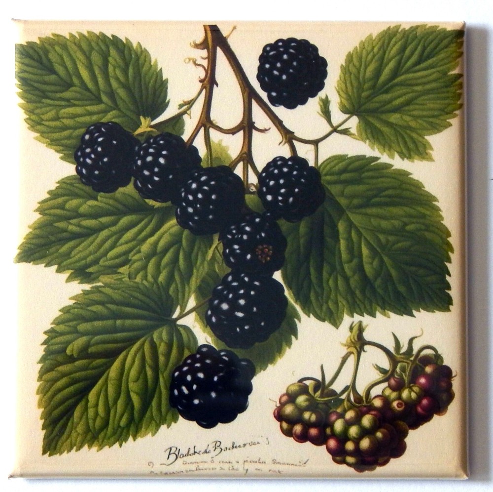 Blackberries FRIDGE MAGNET "style E"
