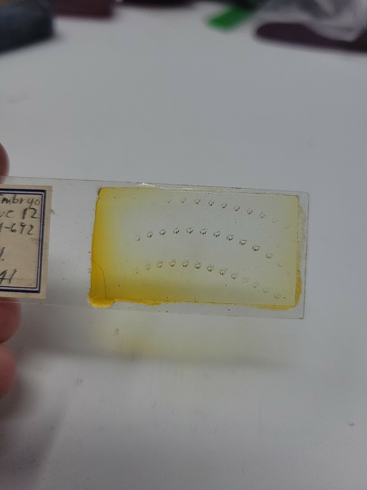 Vintage Microscope Slide 1941