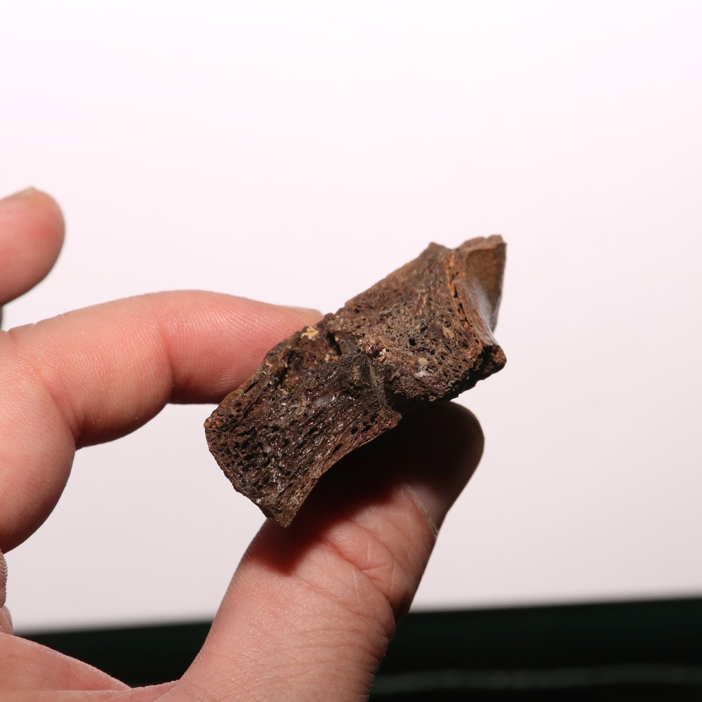 Dinosaur Vertebra Process - Fossil - Bone - Hell Creek Formation Cretaceous