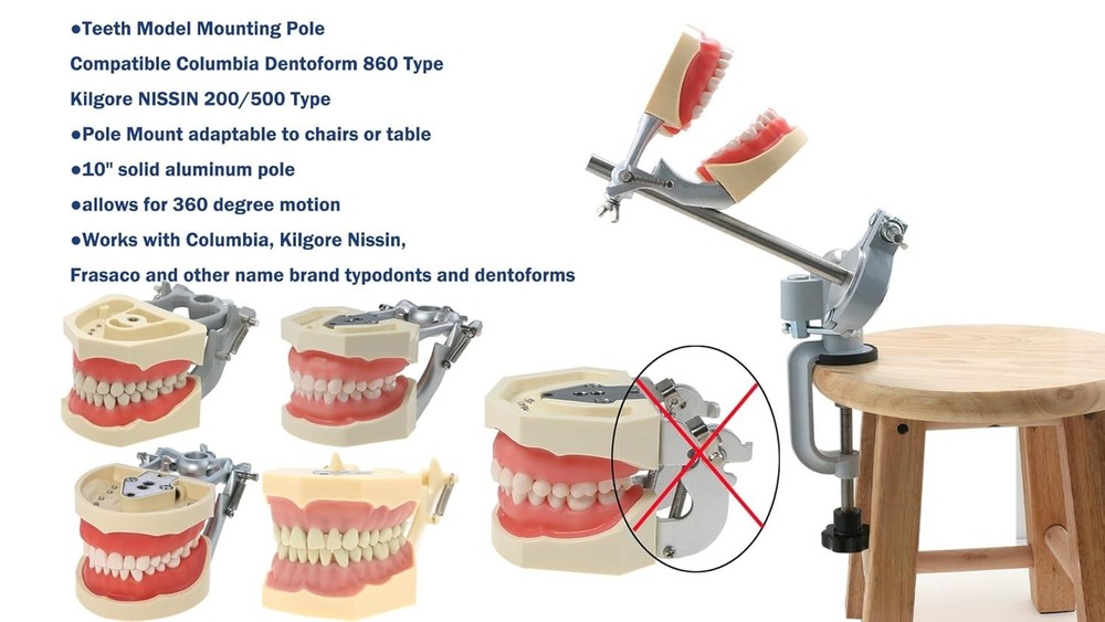 Typodont Teeth Model Teeth Model Training Mount Fixed on Desk Training Maniki...