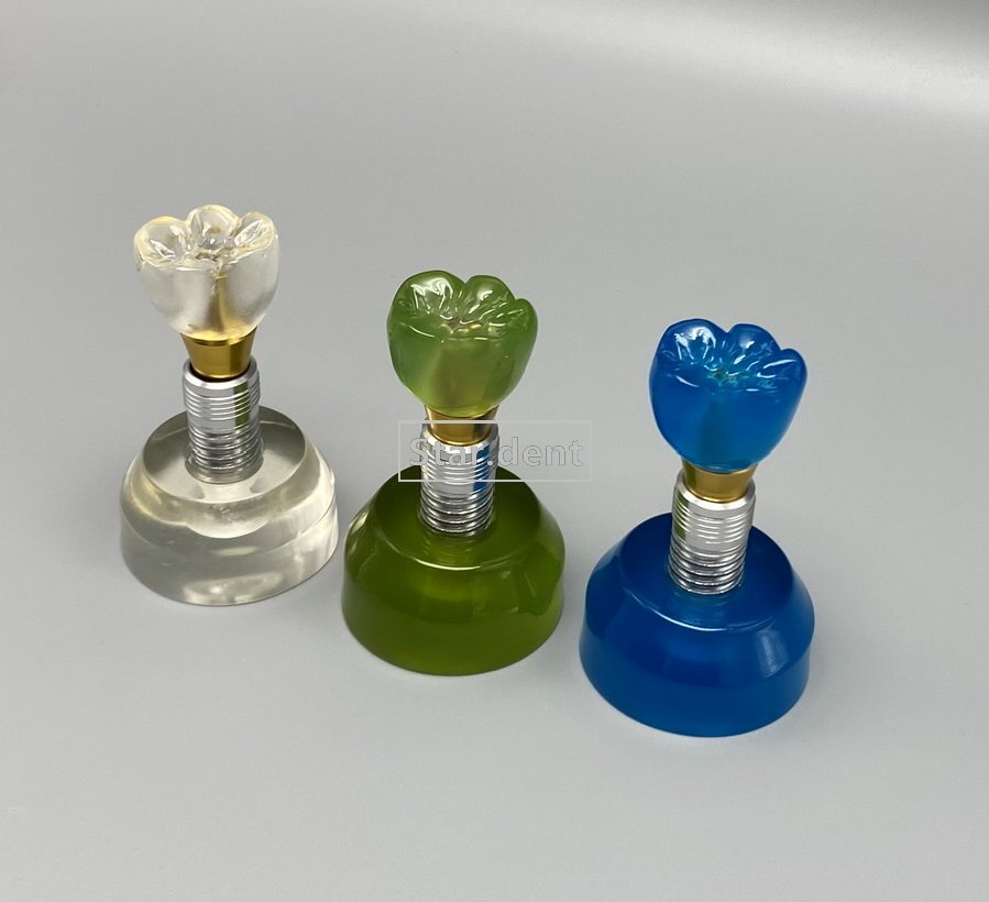 Dental Implant Teeth Model Detachable Abutment Crown Teaching Study Models