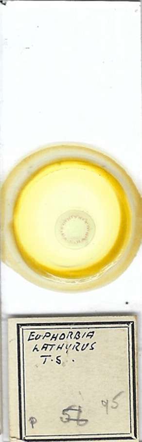 Euphorbia lathyris t.s. Microscope Slide