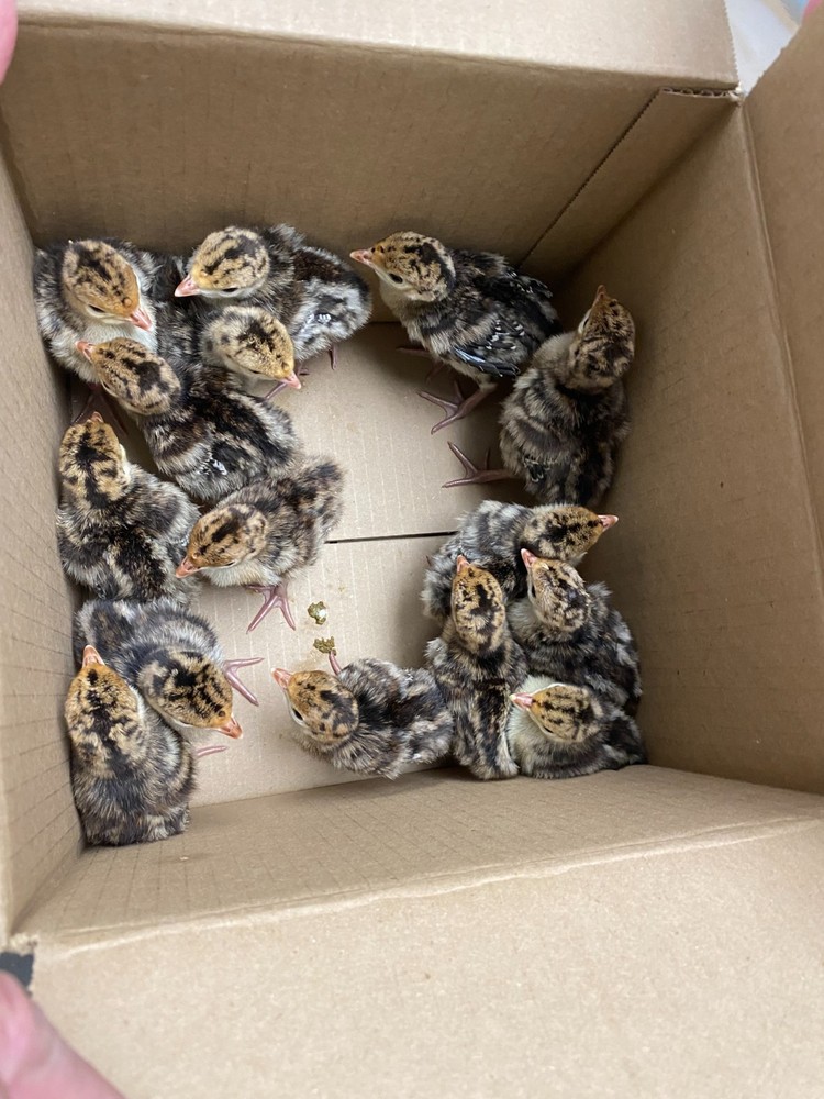 Turkey Hatching Eggs (One Dozen)