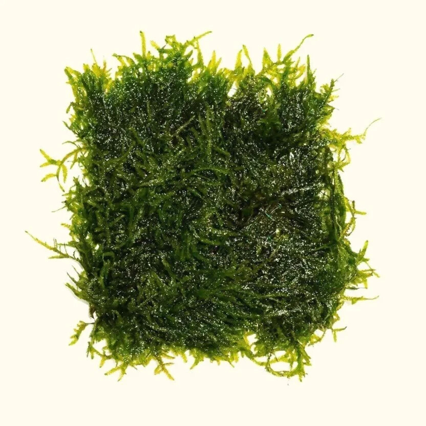 Java Moss / Christmas Moss (20 grams or .70 oz)