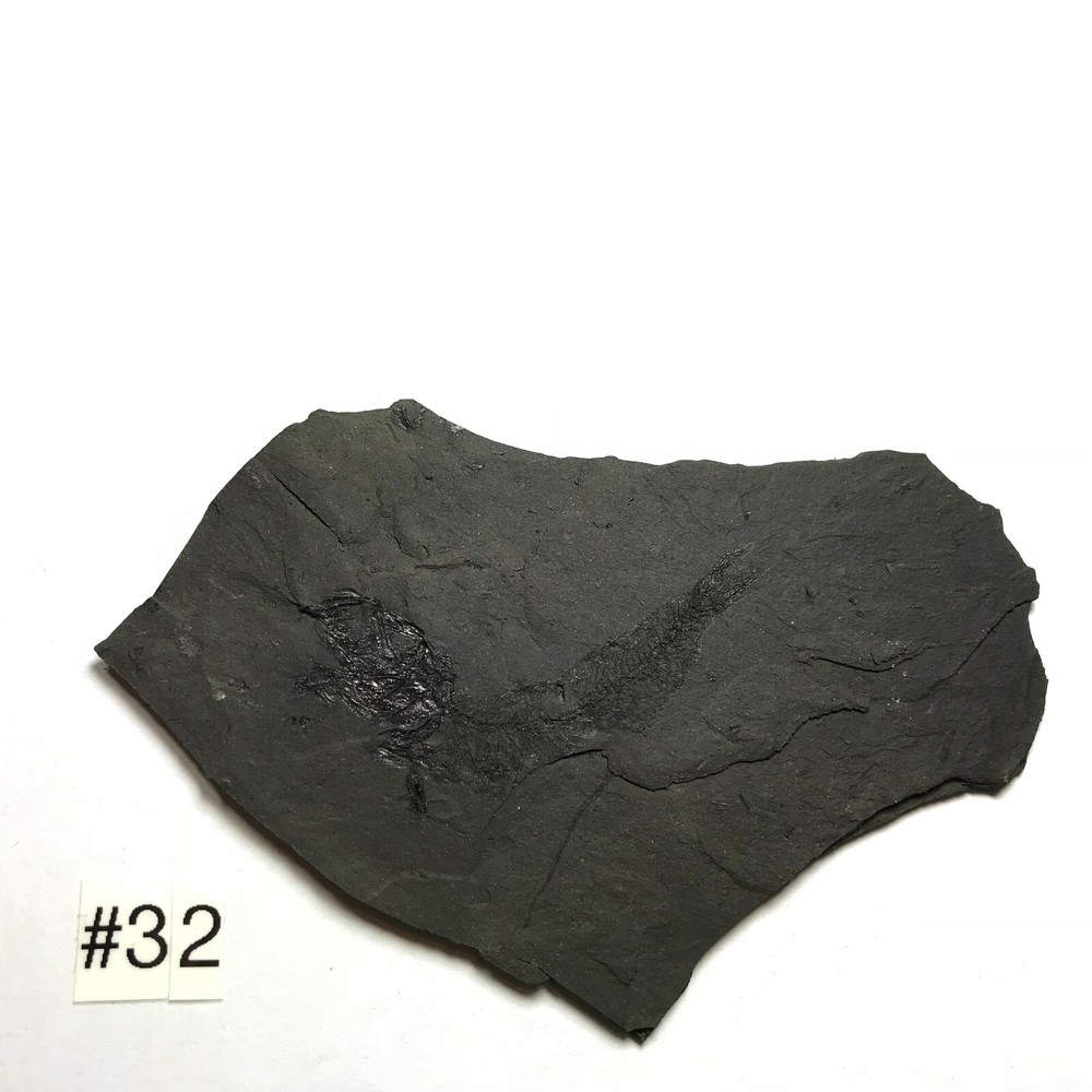 FOSSIL FISH CLUPEA