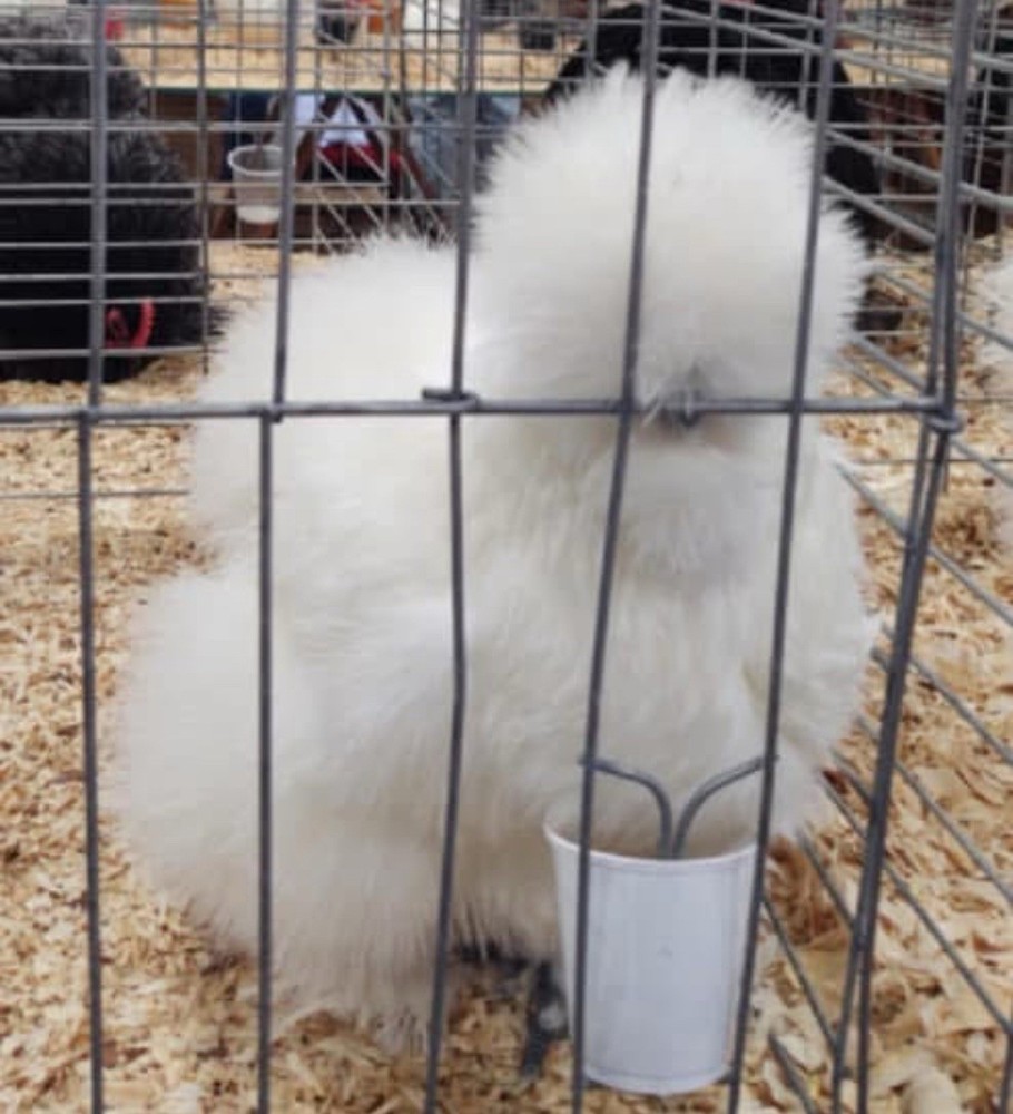 6 quality Silkie Hatching Eggs