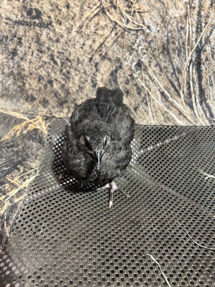 48 All Black Coturnix Quail Hatching Eggs