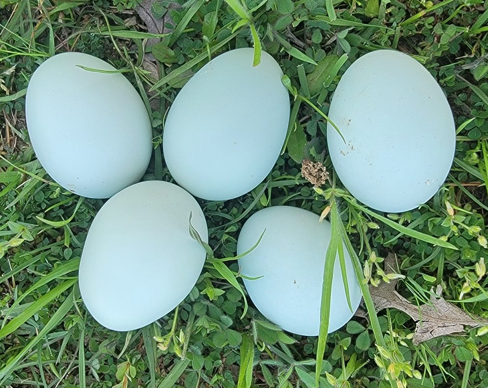 12 Fertile Lavender Ameraucana Hatching 1 dozen Eggs