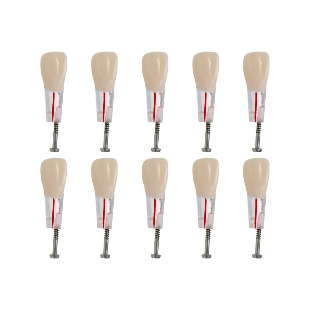 10Pcs Dental Root Canal Study Teeth Model for Endodontic Rotary Files Practice