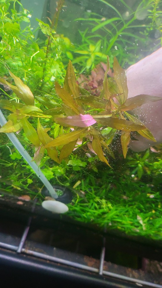 Aquatic Plant Pack (Low Tech)