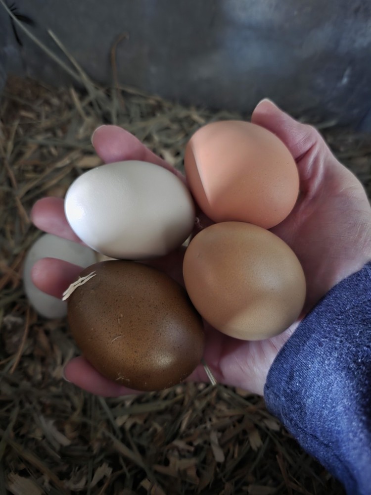 6+ F4 Generation Olive Hatching Eggs – BCM 2nd Gen Breed Back/ Silverrudd Splash