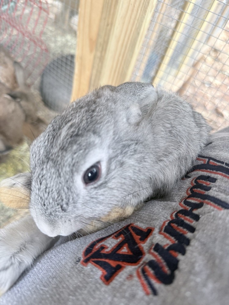 🐇 BUNNIES FOR SALE🐇