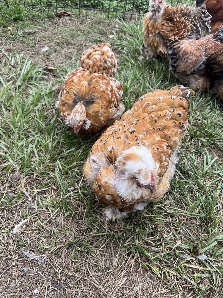 6+ Millie Fleur Silkie Hatching Eggs NPIP