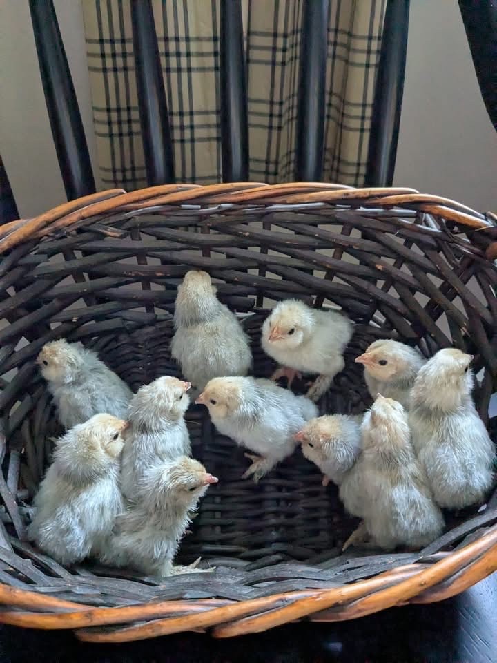 12 Porcelain D’uccle Hatching Eggs