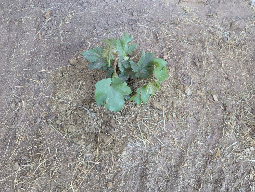 Aged Horse Manure/Compost/Garden Soil