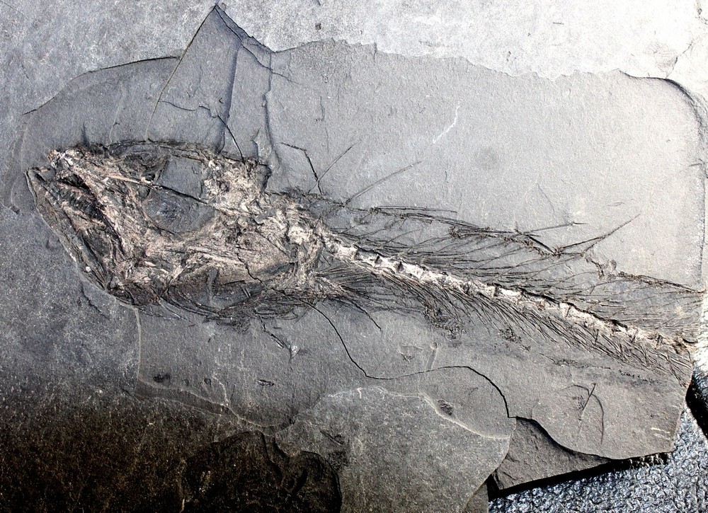 Lepidopus glarisianus - Big fossil fish