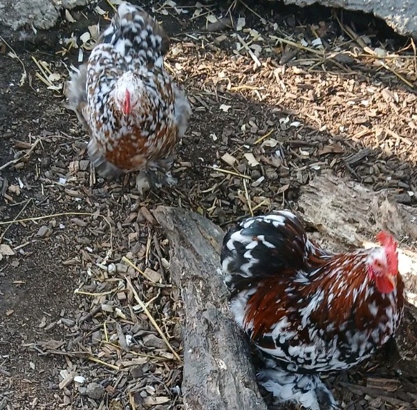 1/2 Dozen Mille Fleur Bantam Cochin Hatching  Eggs