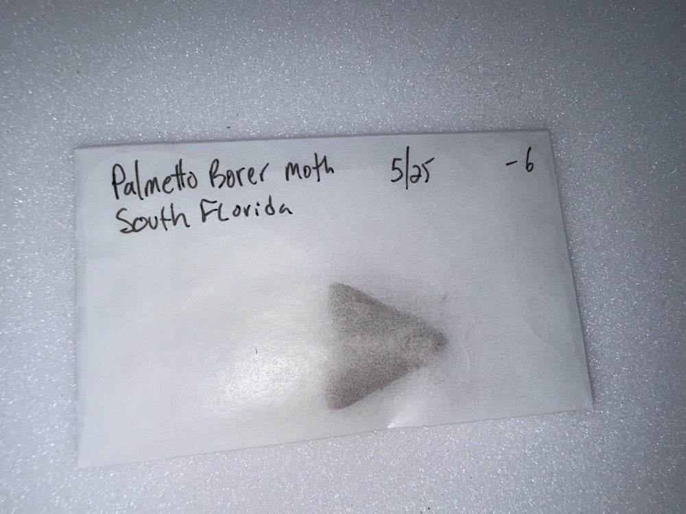 BY Palmero Borer Moth - Florida