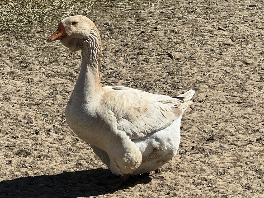 Jumbo Dewlap Toulouse Hatching Eggs