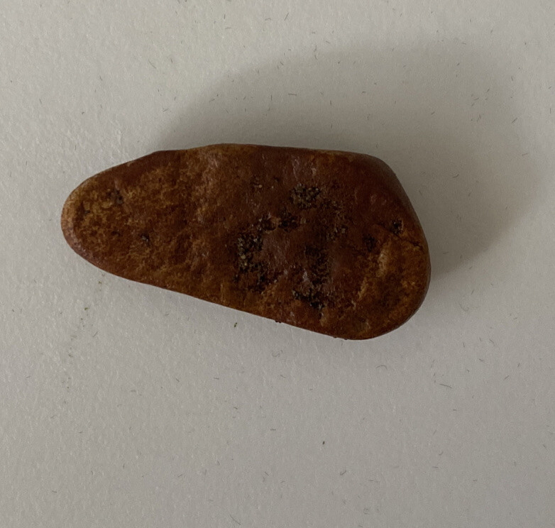 Miniature Fossil Unknown Origin