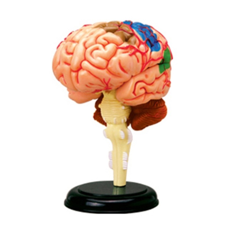 Brain Display Teaching Medical Model Organs Model for Science Classroom Study