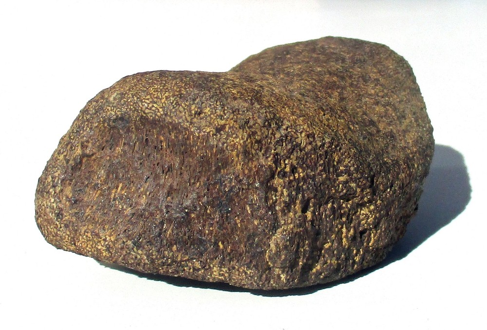 Edmontosaurus Toe Bone - Hell Creek Formation Montana