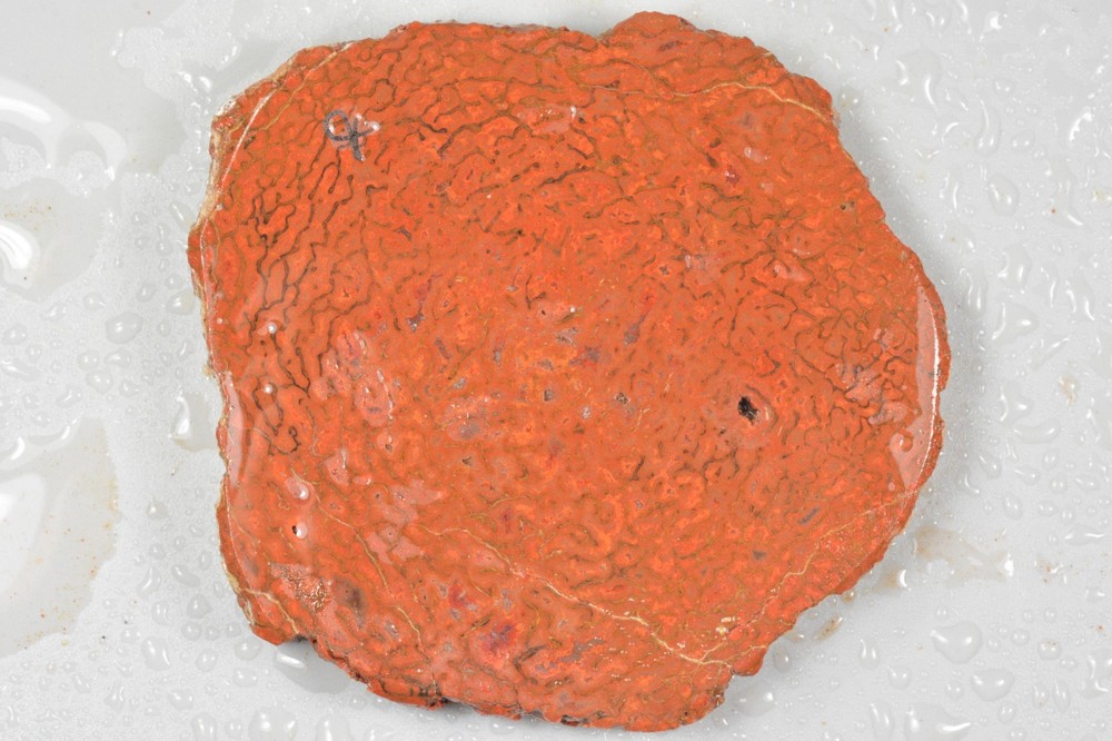 Orange Agatized Dinosaur Bone, New Mexico, 70 grams