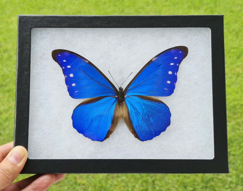MORPHO RHETENOR CACICA FROM PERU MOUNTED RIKER FRAMED