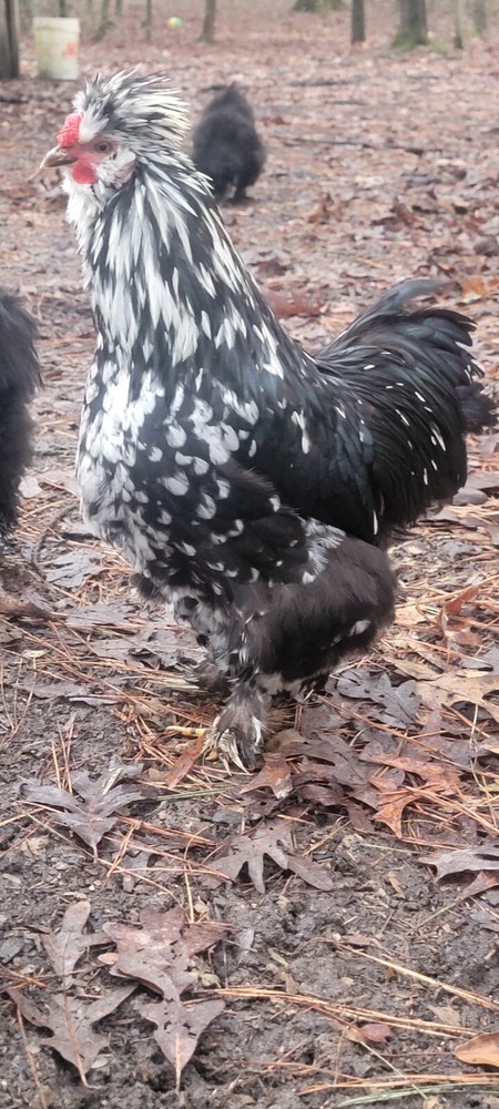 mottled silkie hatching eggs