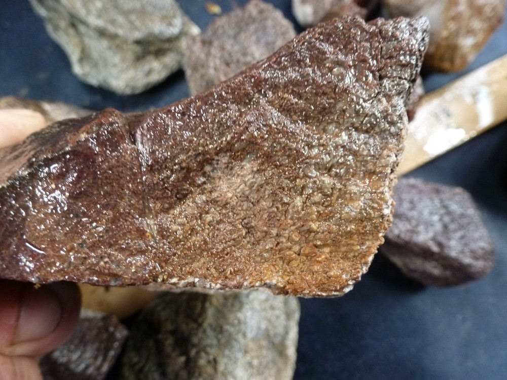 CSS: 6.8 lbs Of Dino Bone Gembone Rough