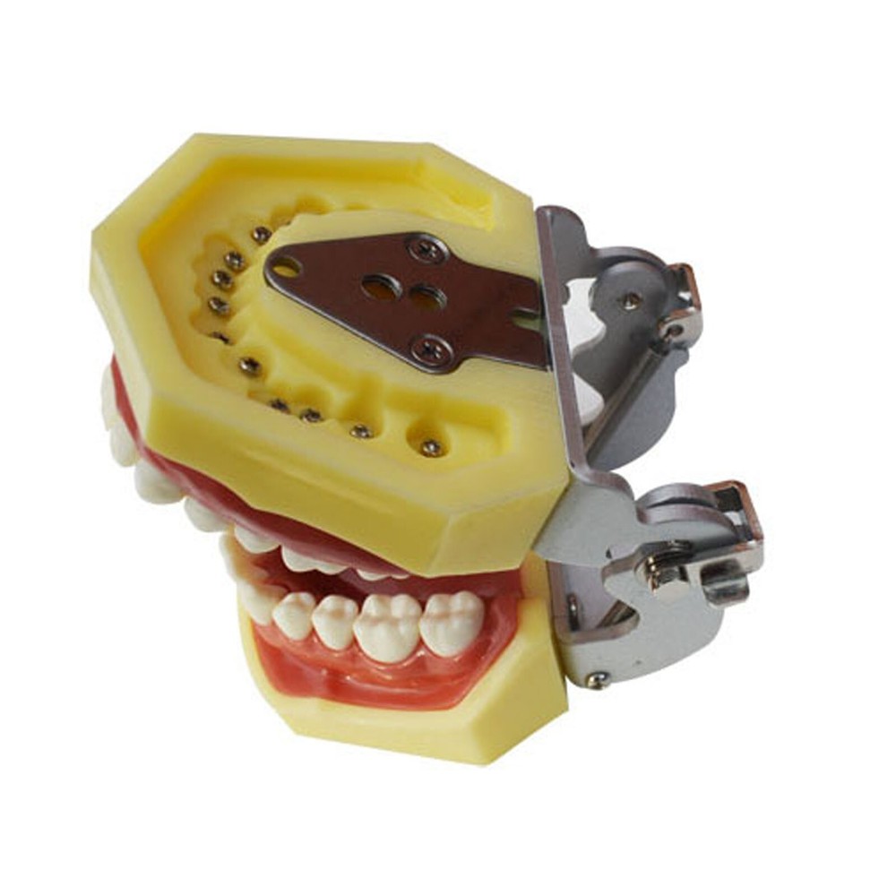 Teeth Model Detachable Dental Practice Teaching Model Simulation Tooth Model