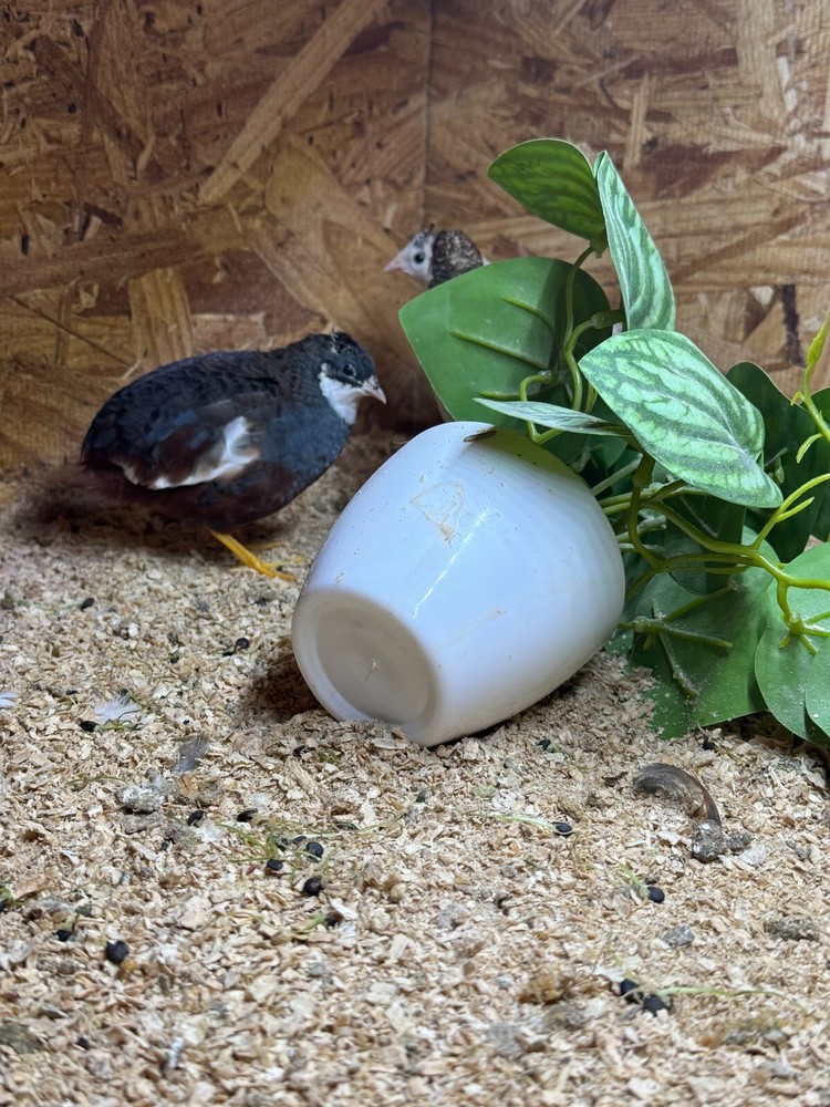 20 Button Quail Hatching Eggs Multiple Colors