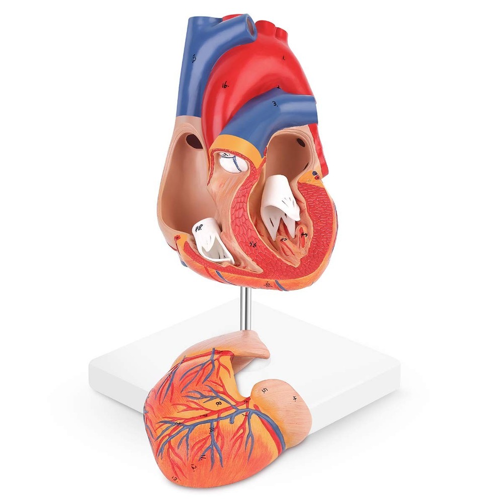 Human Heart Model, 2-Part Life Size Anatomically Accurate Numbered Heart Mode...