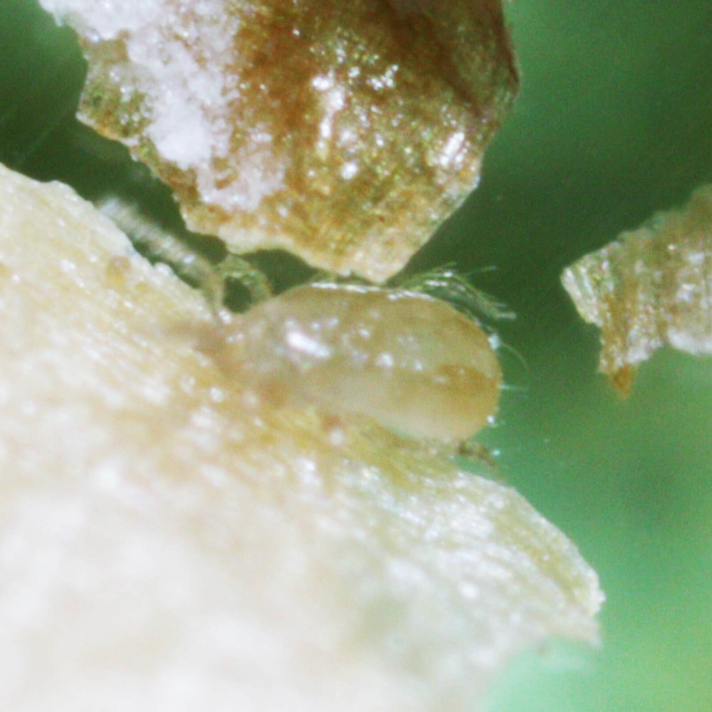 Slow Release Sachets - Amblyseius cucumeris - Predatory Spider Mite Control
