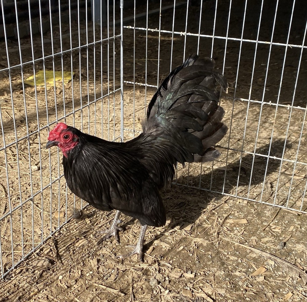 Black Old English Bantam(Read Description)