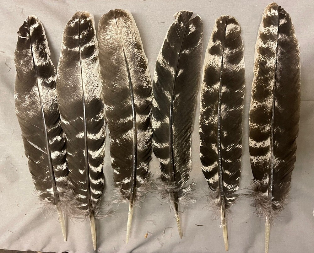 12 Bronze Turkey Secondary Wing Feathers 12”-14” Washed Out Pattern