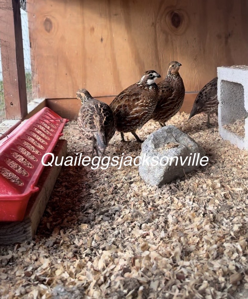 12 Fresh Fertile Hatching Eggs Bob White Quail