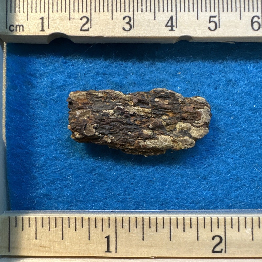 Achelousaurus Extinct Ceratops Dinosaur Bone Fossil in Display Case